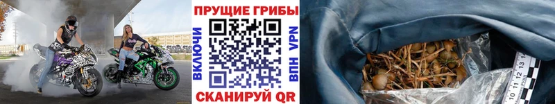 Псилоцибиновые грибы Psilocybe  Петровск 